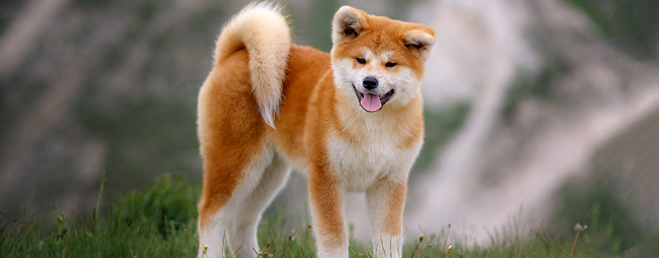 Beautiful Akita Inu puppy for a walk on the background of nature. 