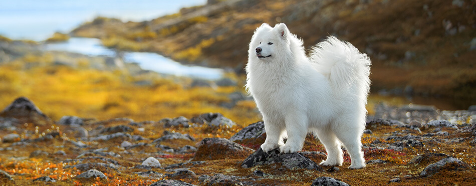 Beautiful Samoyed husky in the mountains of Teriberka