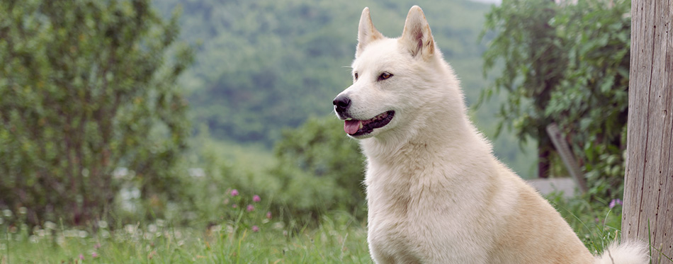 Beautiful Siberian husky (Laika) dog sitting outdoor