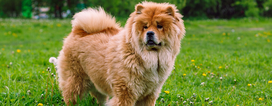 Beautiful dog chow-chow in the park.