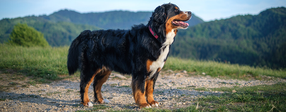 Bernese Mountain Dog in evening sun