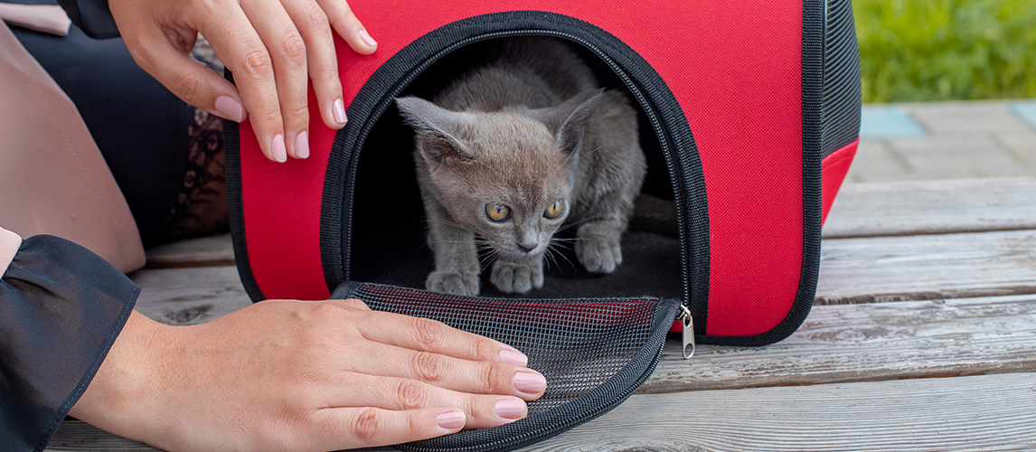 PETLUV Happy Cat Soft-Sided Cat Carrier, Red, Large 