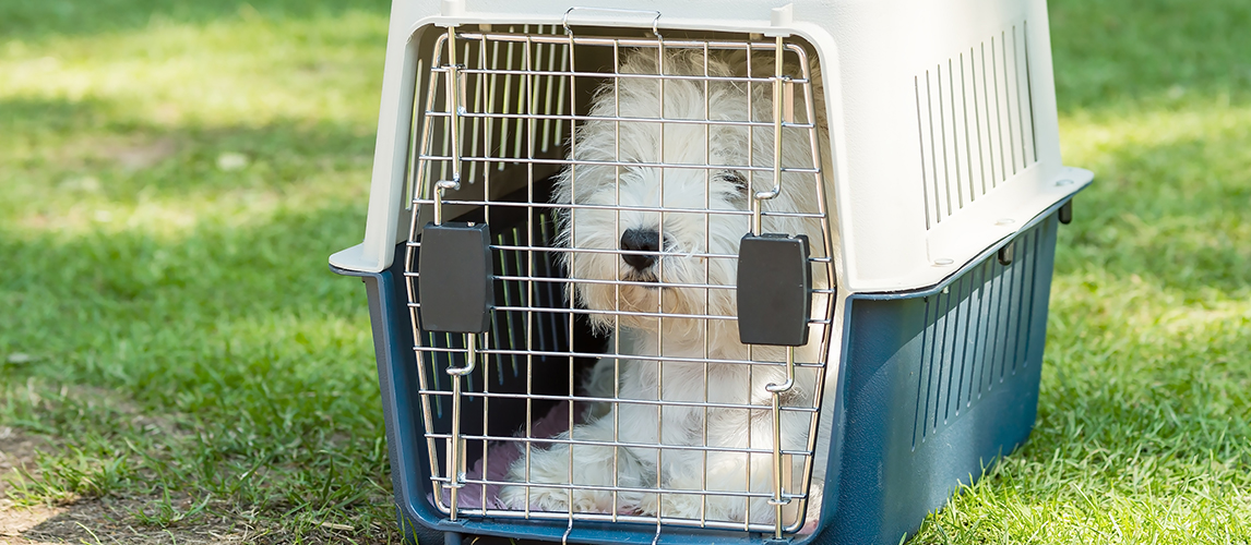 https://www.petside.com/wp-content/uploads/2021/03/Best-Dog-Crates.jpg