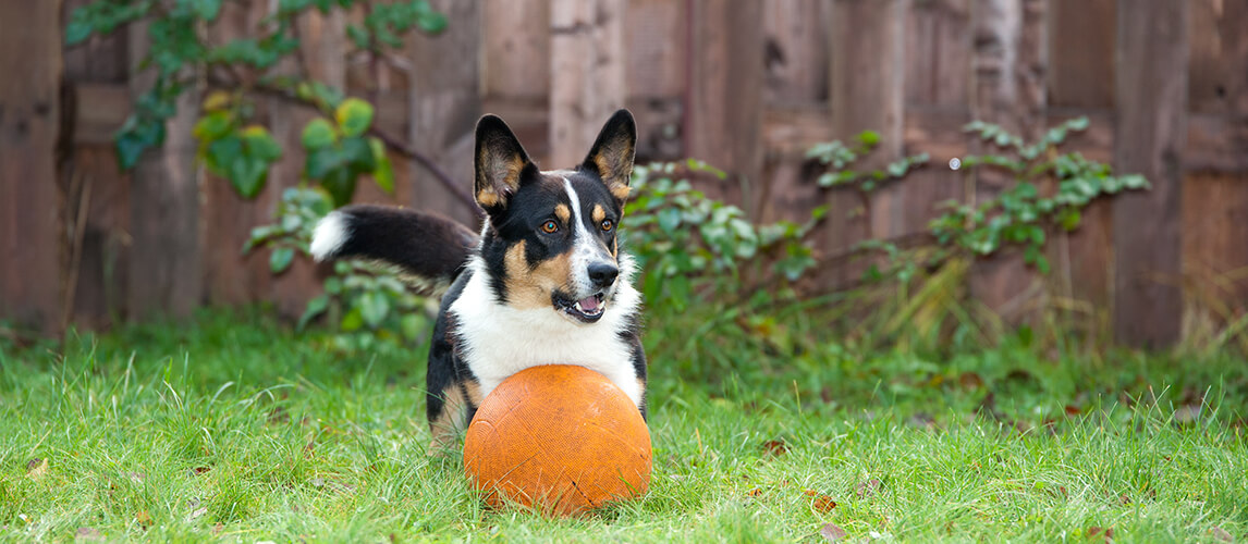 Best Herding Ball For Dogs & More Toys To Keep Your Herding Breed Engaged