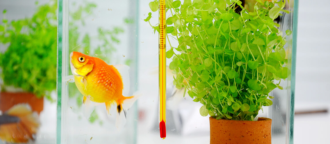 4 best & most accurate aquarium thermometers