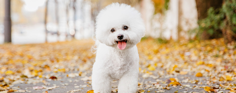 Bichon frize dog close up portrait.