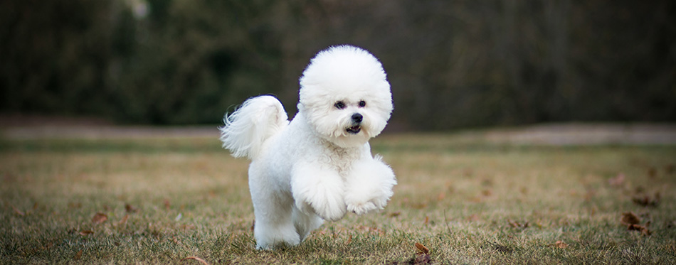 Bichon frize in action outside.