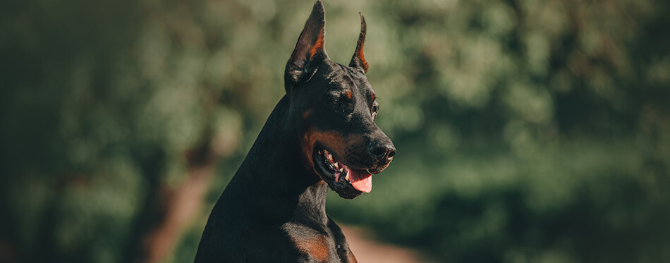 Black doberman pinscher posing on the bridge