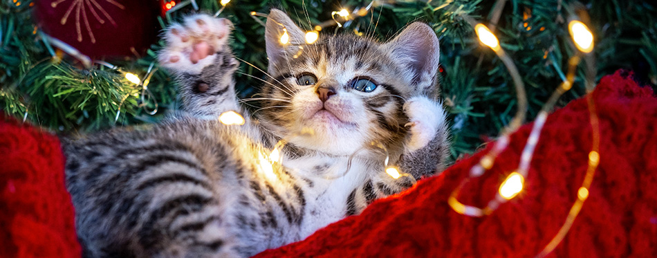 Cat chews lights.