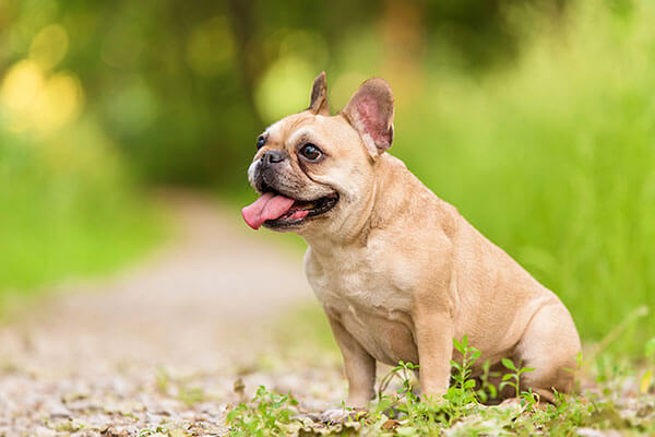 Close up portrait of a French Bulldog