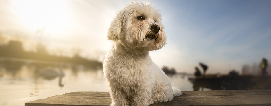 Coton de tulear portrait dog on dock