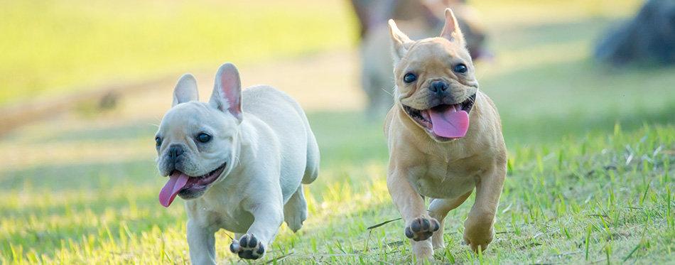 Cute French bulldog puppy in green yard