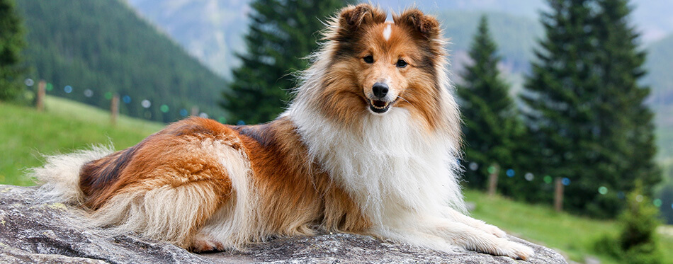 Cute, fur sable white shetland sheepdog, small collie lies outdoors on big rock on summer time.