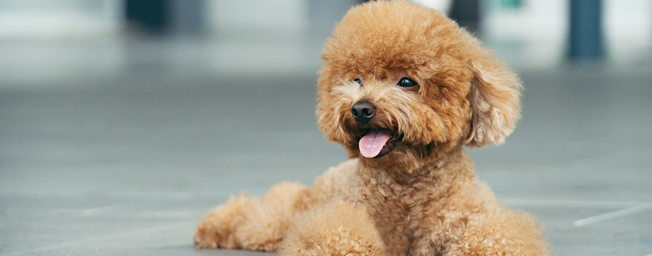 Cute toy poodle resting on concrete floor