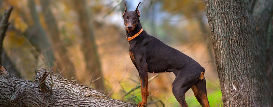 Doberman Pinscher dog standing on big tree brunch at autumn day