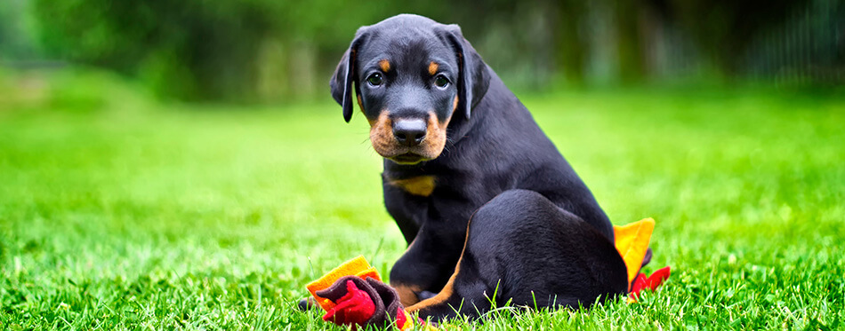 Doberman puppy in grass.