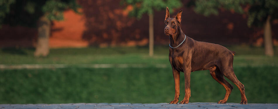 Doberman stands on the red square in Moscow