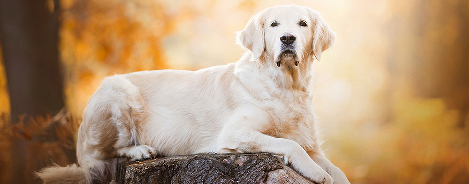 Dog-breed-Golden-Retriever lies on a stump.