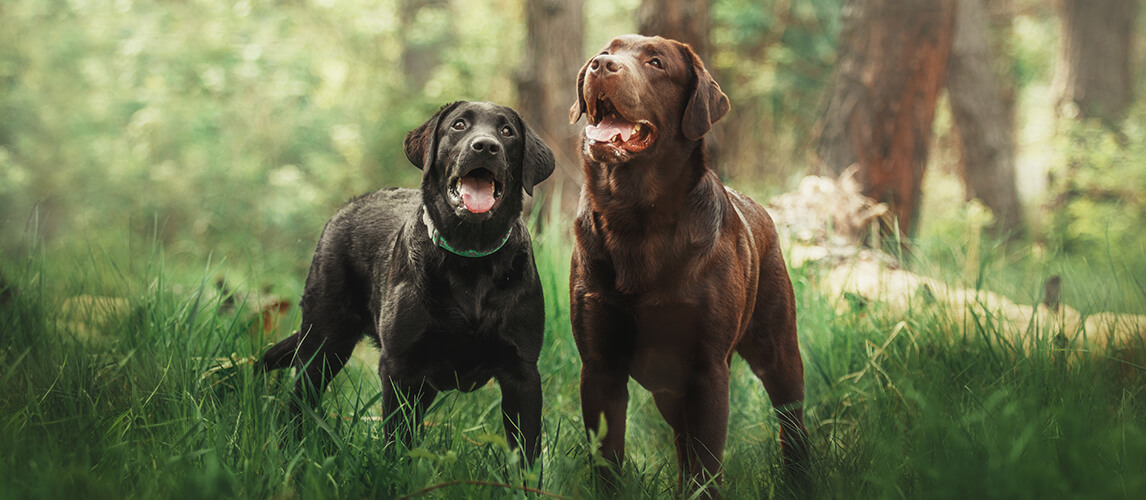 what is the difference between an english lab and an american lab