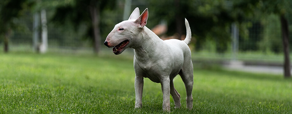 English white bull Terrier-standing on a green lawn