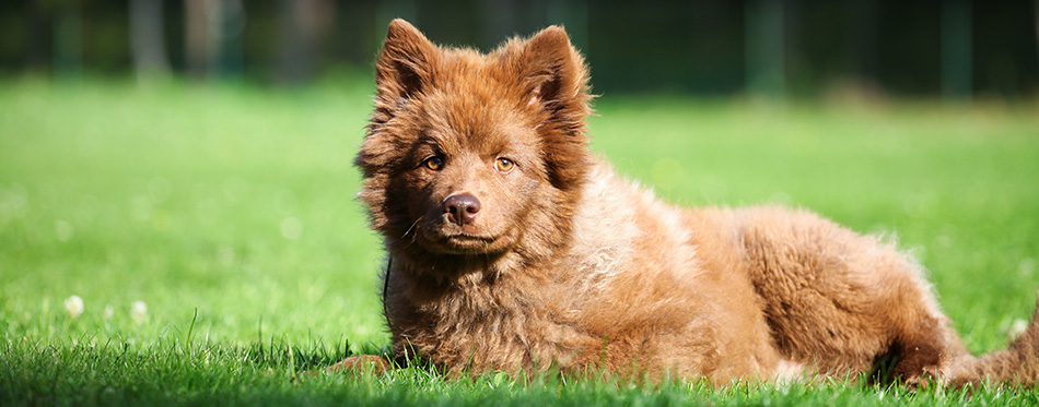 Finnish lapphund puppy