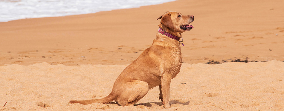 Frankie the American Labrador Waiting Obediently for her Ball to be Thrown at Avoca Beach NSW Central Coast of Australia