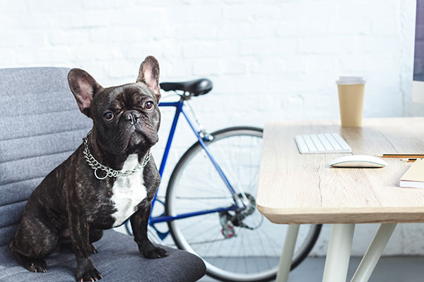 French bulldog sitting on chair by table in home office