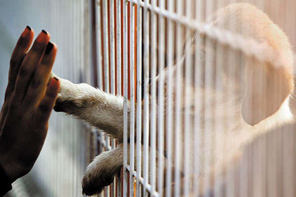 Human hand is touching a cute little doggie paw through a fence of a adoption centre.