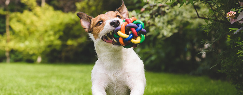 Jack Russell Terrier dog running with a colorful ball