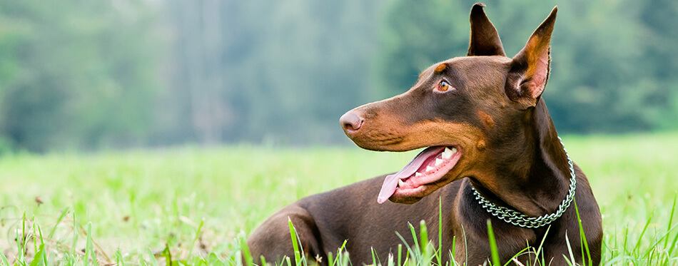 Lying purebred brown Doberman pinscher with open mouth outdoors