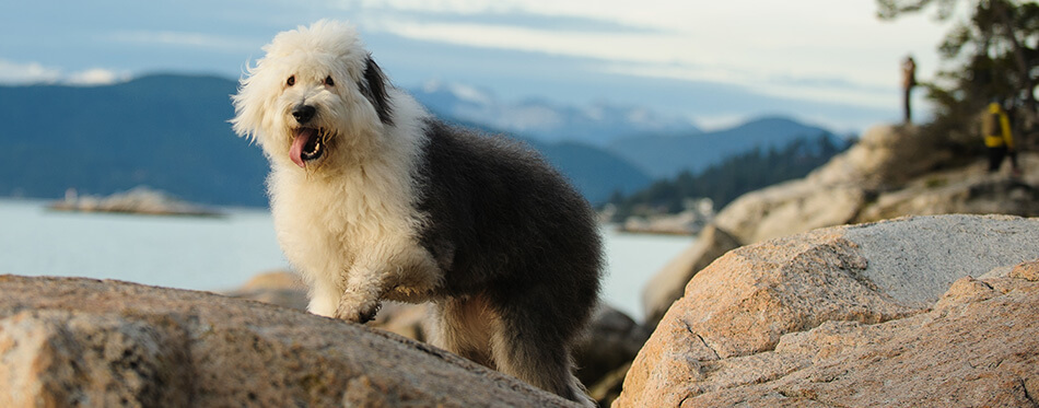 Old English Sheepdog outdoor portrait on rocks above water