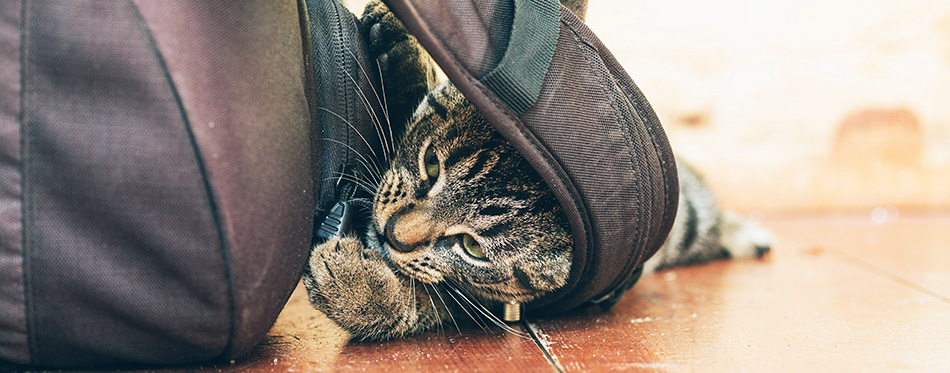 Playful young tabby cat chewing on backpack lying on wooden floor in home.