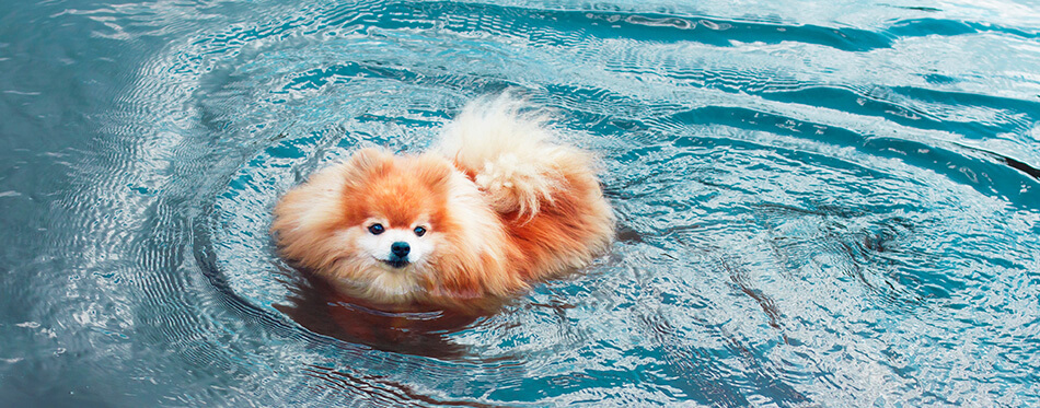 Pomeranian Spitz dog, cute little puppy swimming in water