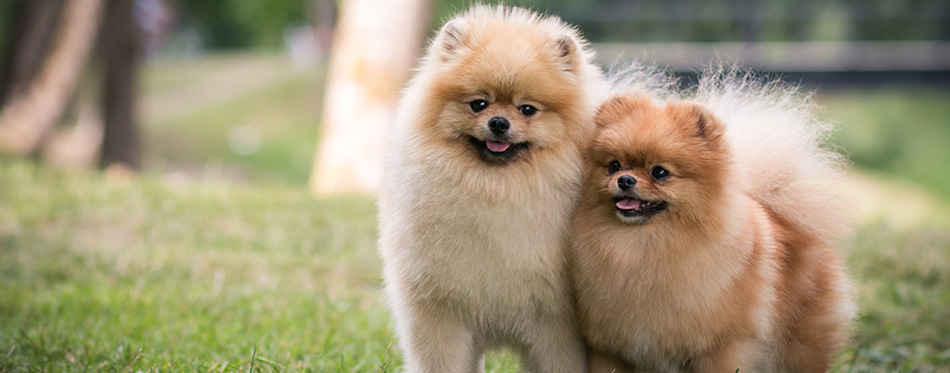 Pomeranian dogs posing after show outside.