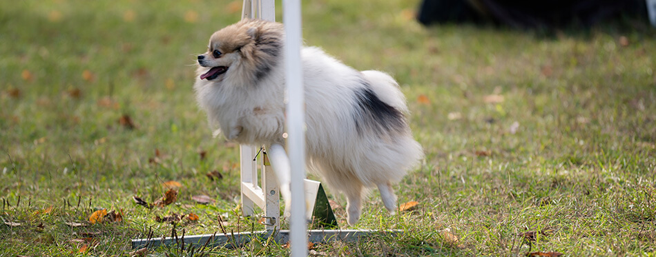 Pomeranian on agility field for dogs, training and competing, jumping over obstacles, crossing over balance ramp, passing through the tunnel, running slalom