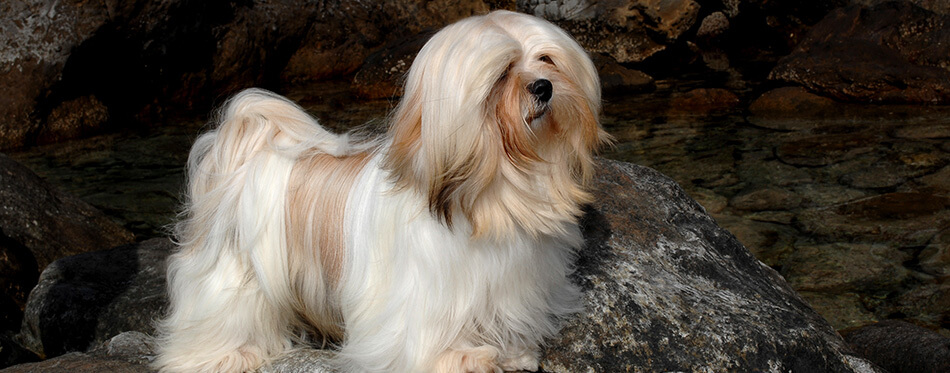 Portrait of lhasa apso dog in outdoors.