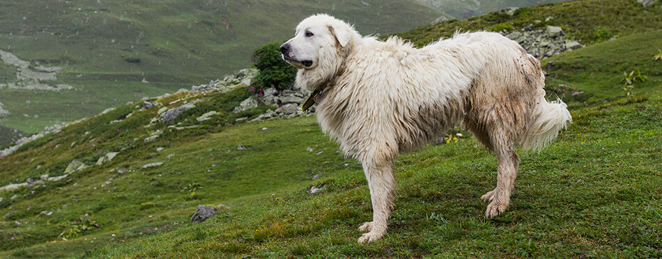 Pyrenean mountain dog standing on pasture under the rain.