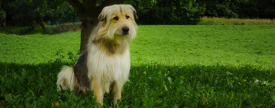 Shepherd dog from the Bergamo mountains