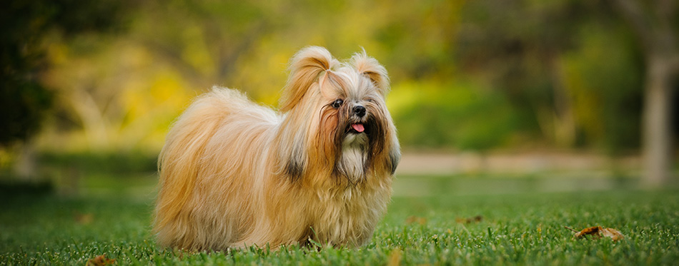 Shih Tzu dog with long groomed hair, outdoor portrait in grass