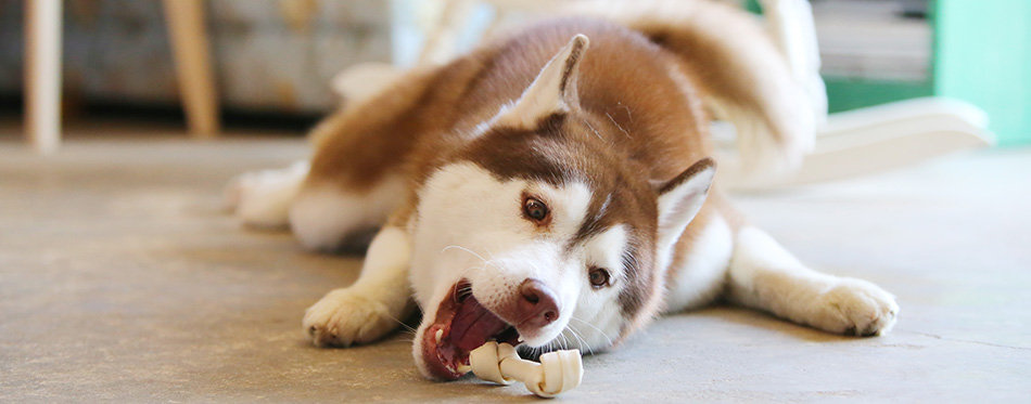 Siberian Husky copper and white colors enjoy with treats in living room, dog eating