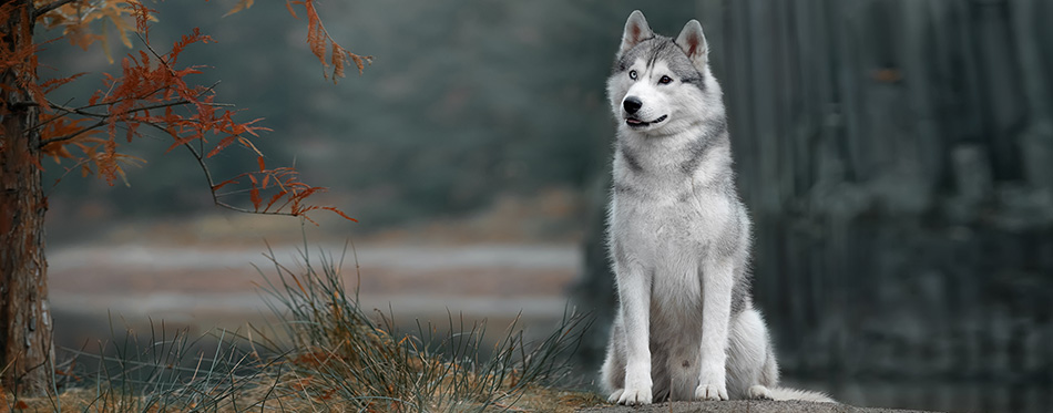 Siberian Husky in autumn Park Kromelow, Germany