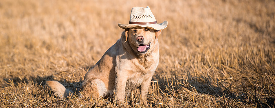 Sitting labrador dog with a hat in the meadow