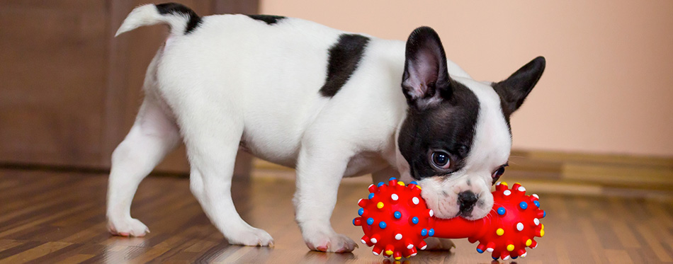 Sweet eight week old French bulldog puppy