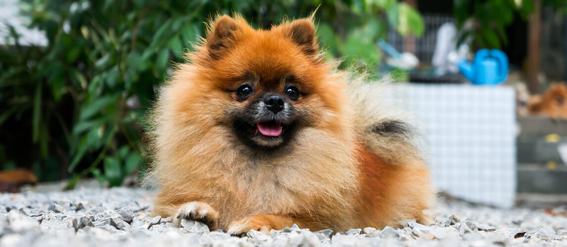 Teacup Pomeranian Breed Facts