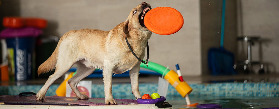 The dog stands and jumps with a toy in the pool.