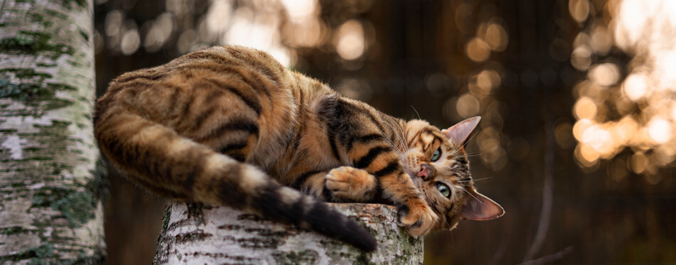 Toyger cat on a tree on nature background in autumn