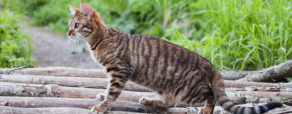 Toyger cat on a white tree