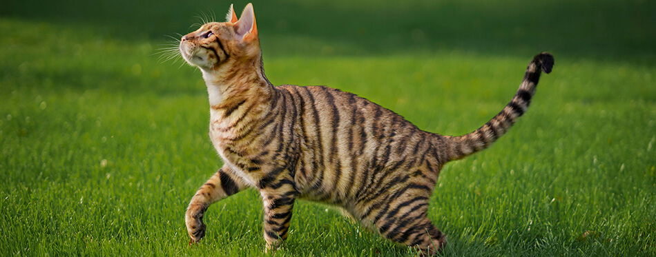 Toyger cat with stripes outside