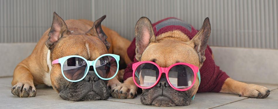 Two funny brown small French Bulldog dogs lying relaxed in shade in summer wearing colorful sunglasses for children