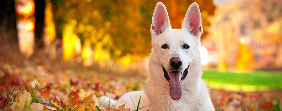 White Swiss Shepherd